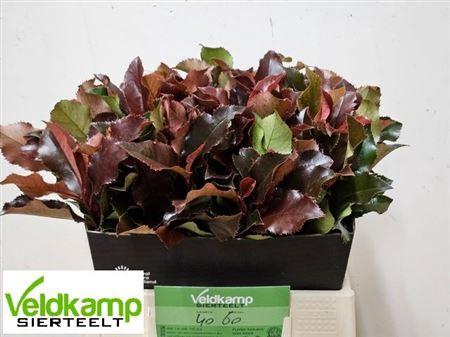 <h4>PHOT MAG VOLCANO 40CM</h4>