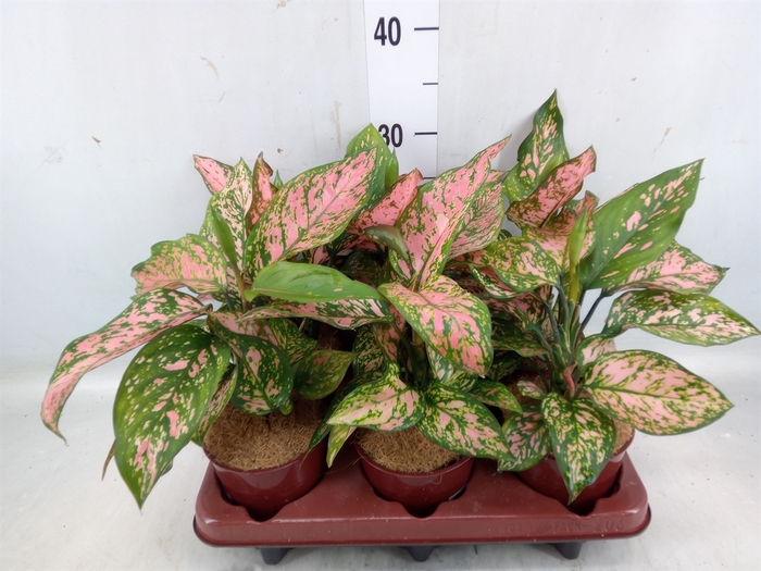 <h4>Aglaonema   ...</h4>