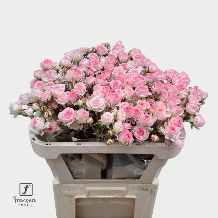 <h4>R TR Kate-Lynn 70cm</h4>