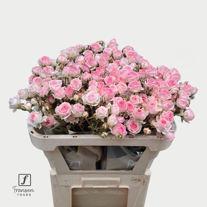 <h4>R TR Kate-Lynn 70cm</h4>