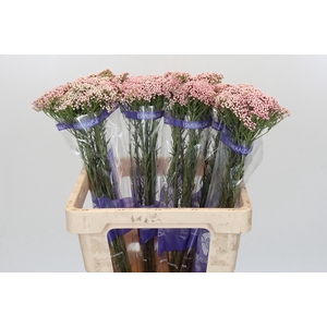 Ozothamnus Cooks Pink