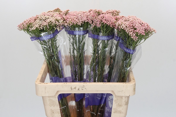 Ozothamnus Cooks Pink