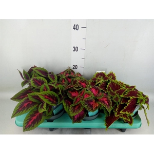 Plectranthus col.   ...mix