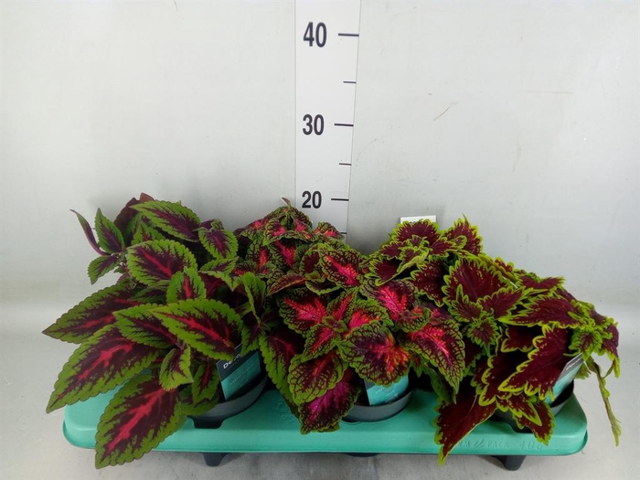 <h4>Plectranthus col.   ...mix</h4>