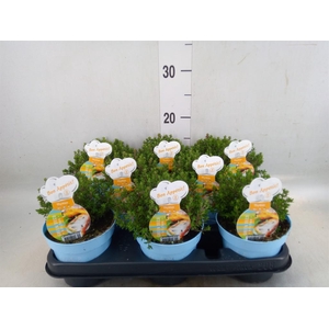 Thymus vulgaris 'Compactus'