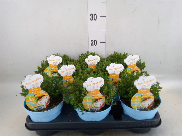<h4>Thymus vulgaris 'Compactus'</h4>