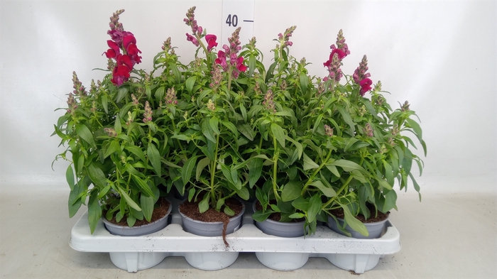 <h4>Antirrhinum  'FloriniDiana Br Red'</h4>