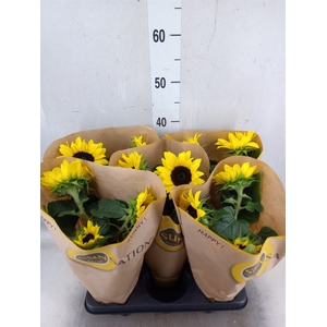 Helianthus an. 'Sunsation'