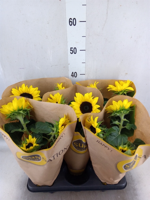 <h4>Helianthus an. 'Sunsation'</h4>