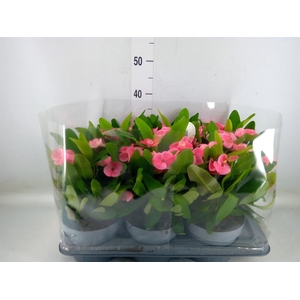 Euphorbia milii   ...