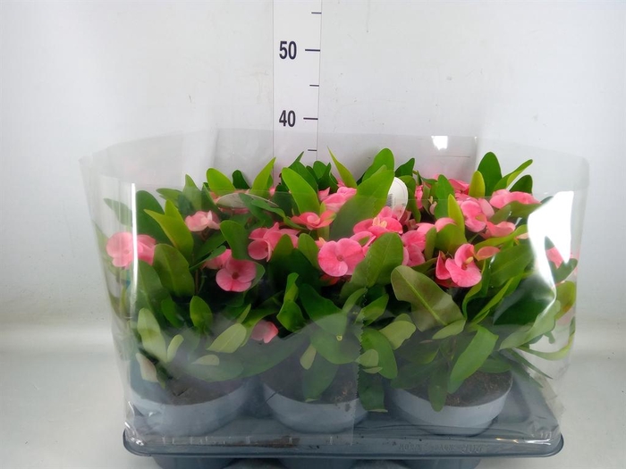 <h4>Euphorbia milii   ...</h4>