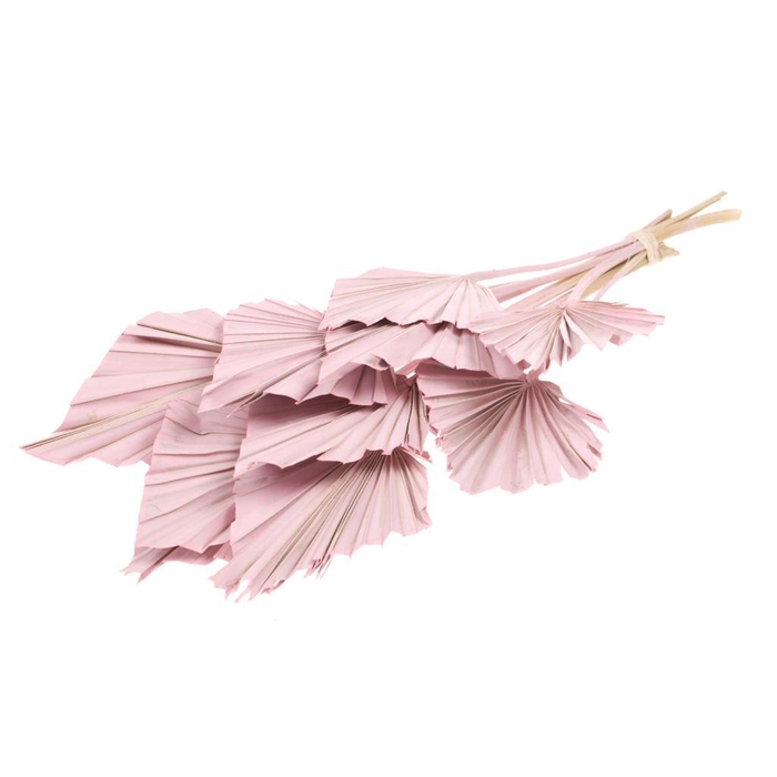 <h4>Palmspear 10pc Pink Misty</h4>