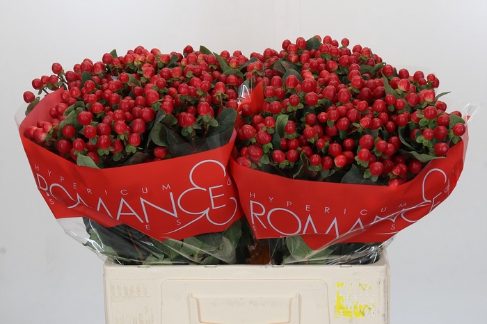 Hypericum True Romance