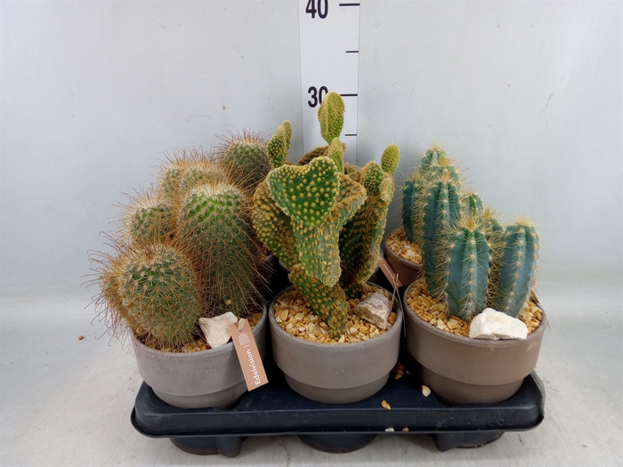 <h4>Cactus   ...</h4>