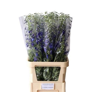 Delph En Volkerfrieden