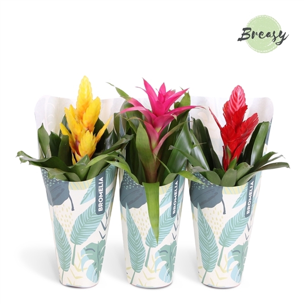 <h4>Bromelia Cupcake - 12cm in Jungle Kraft | Mimesis</h4>