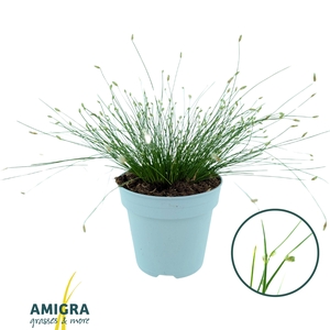 Scirpus Isolepis
