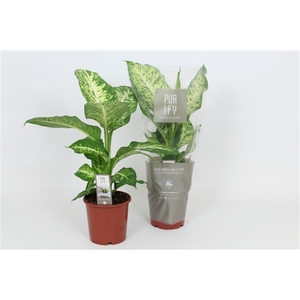 Purify Dieffenbachia Mars 17 cm