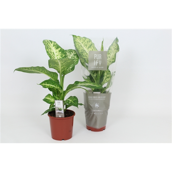 <h4>Purify Dieffenbachia Mars 17 cm</h4>