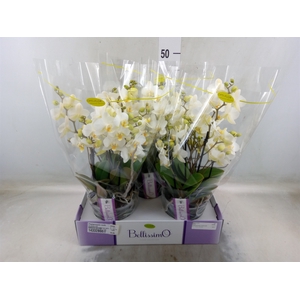 Phalaenopsis multi.   ...white