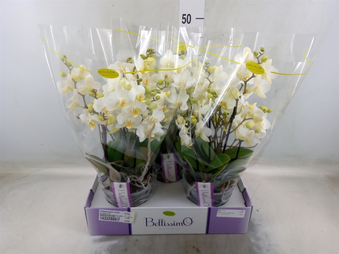 <h4>Phalaenopsis multi.   ...white</h4>