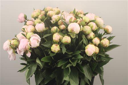 <h4>Paeo L Flor Nicholls Ex</h4>