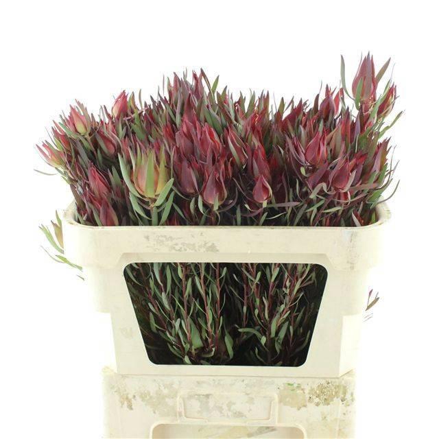 <h4>LEUCAD C AYOBA BL PE</h4>