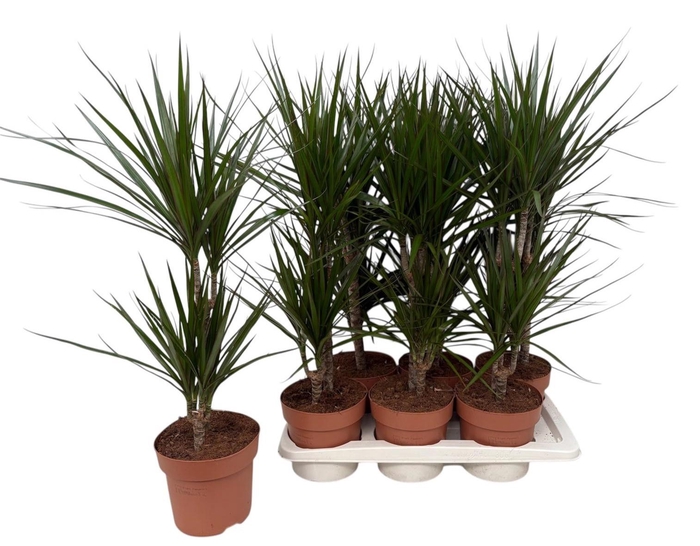 <h4>DRA MARGINATA</h4>