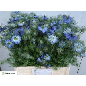 Nige Damascena Blauw