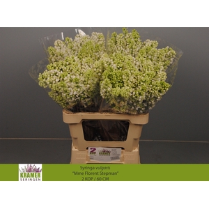 SYR V MME FL STEPMAN