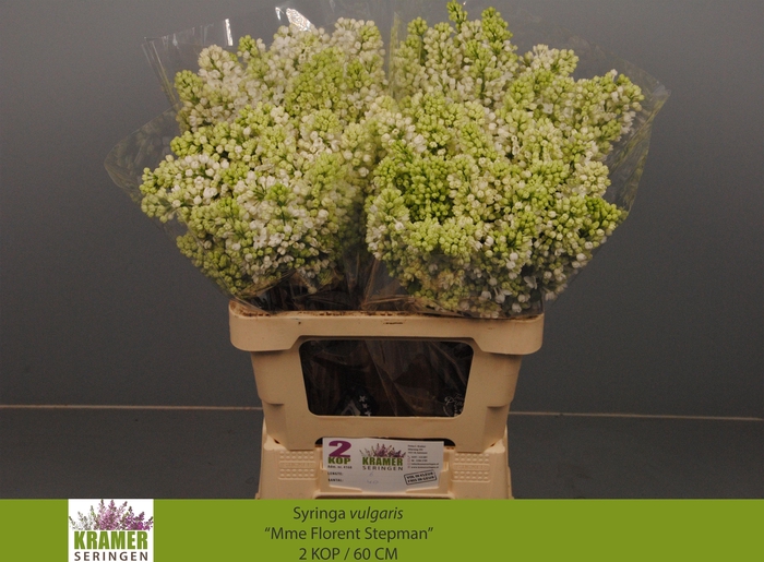 <h4>SYR V MME FL STEPMAN</h4>