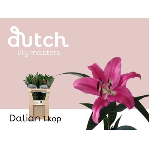 Li Ot Dalian 1-kop