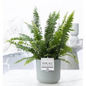 Nephrolepis Green Lady in P&PURE Sophie cer. green