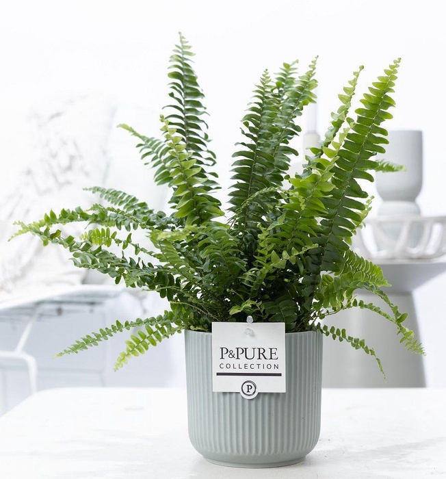 <h4>Nephrolepis Green Lady in P&PURE Sophie cer. green</h4>