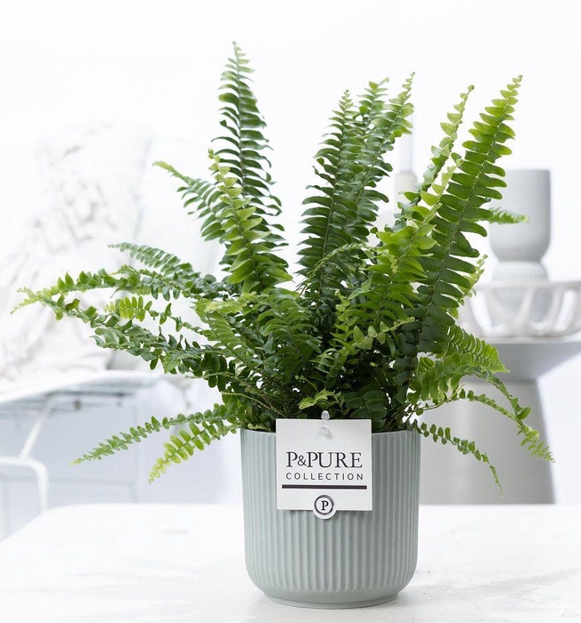 <h4>Nephrolepis Green Lady in P&PURE Sophie cer. green</h4>