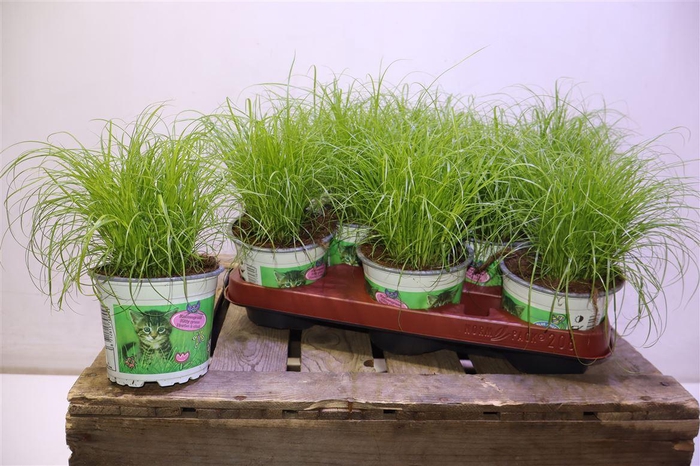 <h4>arr8 Cyper Alt Zumula</h4>