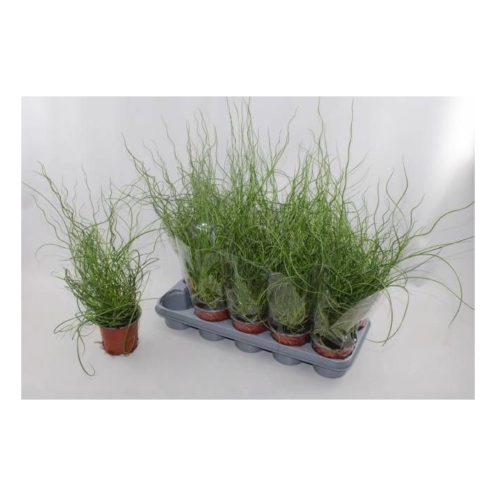 <h4>JUNCUS EF SPIRALIS</h4>