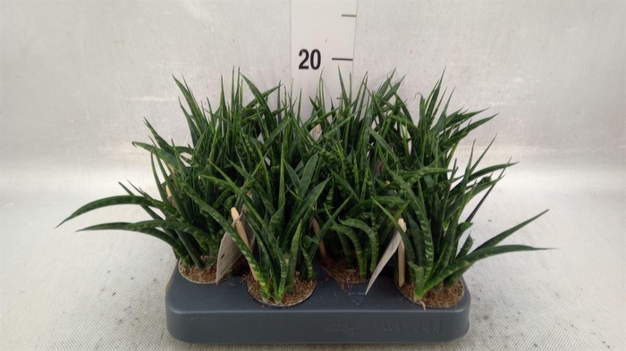 <h4>Sansevieria 'Fernwood'</h4>