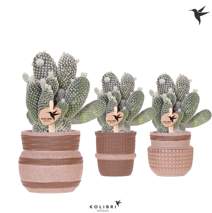 <h4>Kolibri Greens Opuntia white in Ethnic pot sand mix</h4>