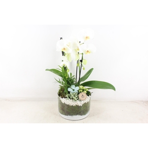 arr2 PL - Glas cilinder phal. wit