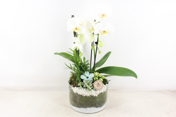 <h4>arr2 PL - Glas cilinder phal. wit</h4>