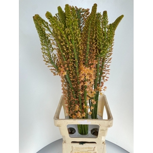 EREMURUS CLEOPATRA