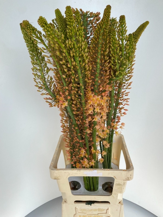 <h4>EREMURUS CLEOPATRA</h4>