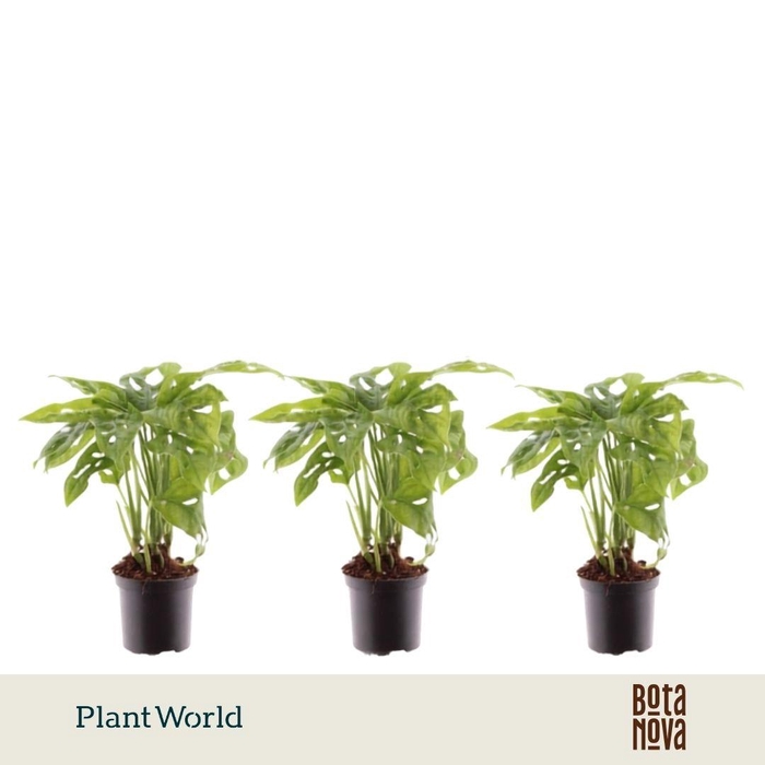 <h4>Monstera Monkey Leaf 7 cm</h4>