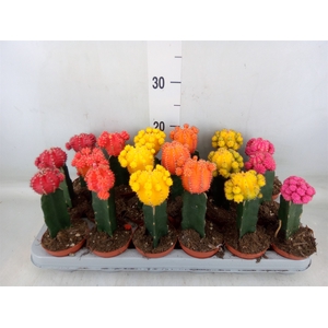 Gymnocalycium mihanov. 'Brasil'