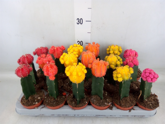<h4>Gymnocalycium mihanov. 'Brasil'</h4>