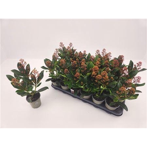 Skimmia Jap Rubella P9 3 Bloem