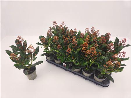 <h4>Skimmia Jap Rubella P9 3 Bloem</h4>