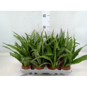 Sansevieria zeylanica 'Greenline'