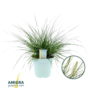 Pennisetum al. 'Hameln'